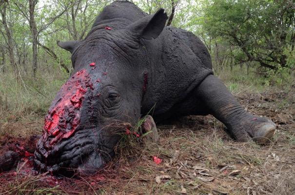 África do Sul legaliza venda de chifre de Rinoceronte