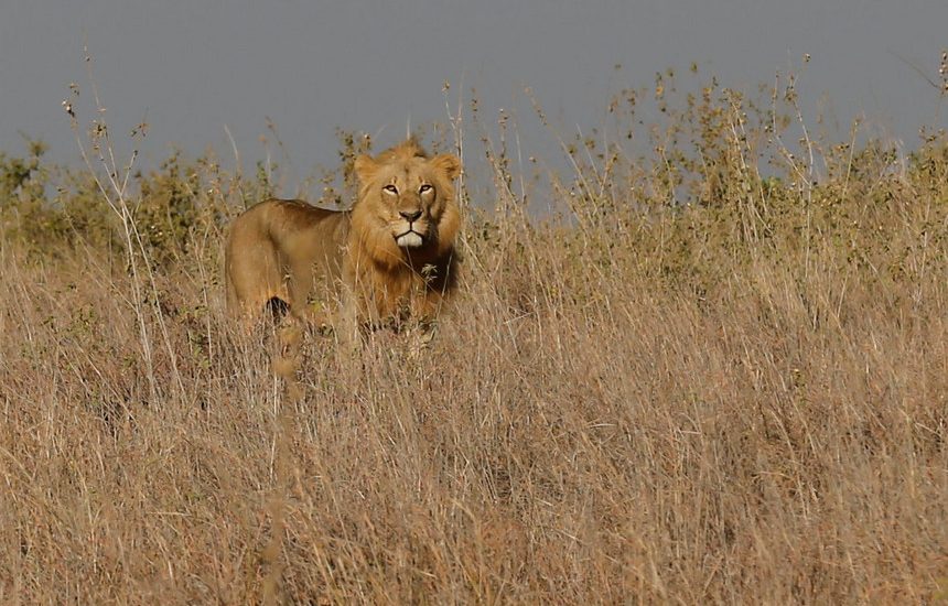 Cinco leões escaparam do Parque Nacional Kruger, no nordeste da África do Sul, e poderão pôr em perigo a vida de pessoas e animais, informaram os media locais.