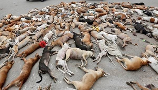 Mais de mil cães de rua foram envenenados por funcionários da prefeitura de Karachi depois de denúncia de que os cachorros haviam mordido crianças e mulheres.