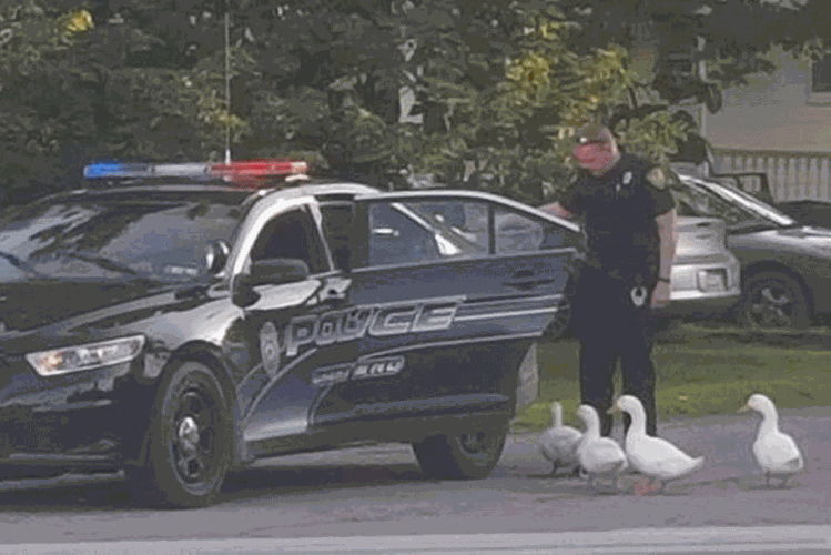 A polícia da Pensilvânia "prendeu" um bando de patos "delinquentes" que foram flagrados "vadiando" próximo a um comércio local.