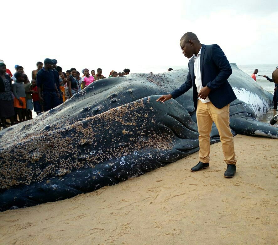 O corpo de uma baleia apareceu na praia dos Biques, cidade da Beira, no centro de Moçambique, na madrugada deste sábado (16).
