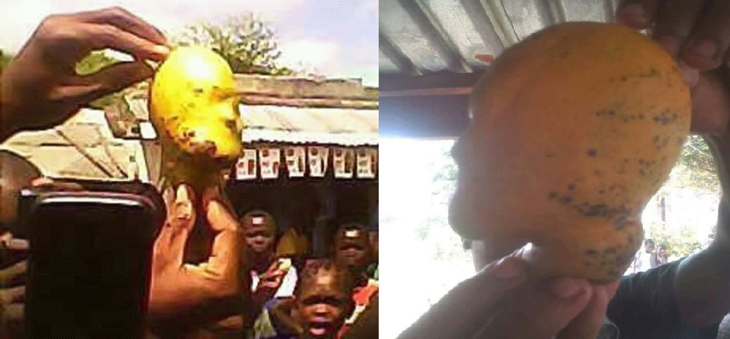 Uma manga com formato de cabeça humana arrastou multidões e provocou agitação esta semana na ilha de Rizenda, ao longo do baixo Zambeze