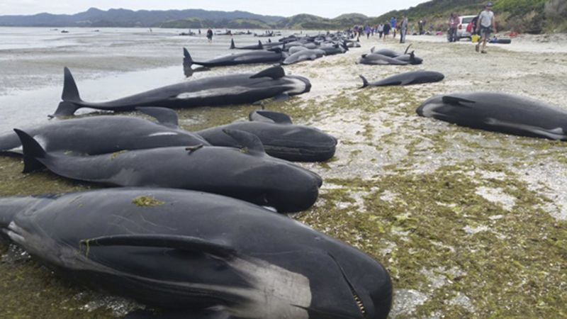 MAIS de duas dezenas de baleias piloto morreram, quarta-feira, após terem dado à costa em duas praias da ilha cabo-verdiana do Maio, por causas ainda desconhecidas
