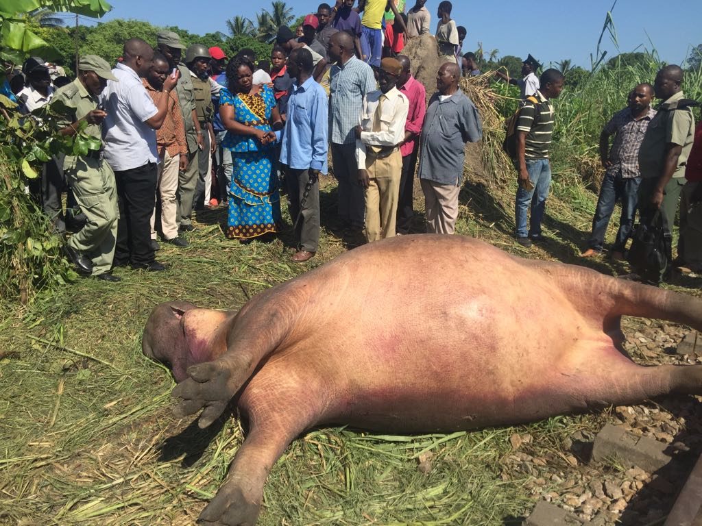Um comboio de carga atropelou mortalmente um hipopótamo quando eram precisamente 00h: 43min no distrito de Dondo- Província de Sofala