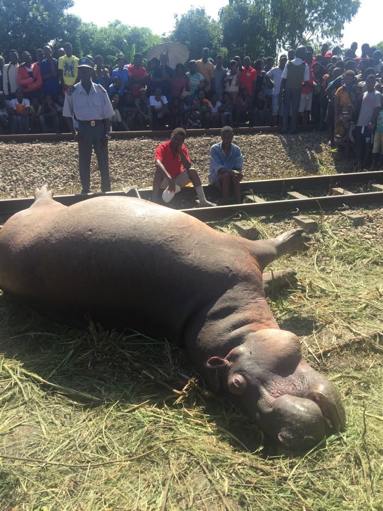 Um comboio de carga atropelou mortalmente um hipopótamo quando eram precisamente 00h: 43min no distrito de Dondo- Província de Sofala