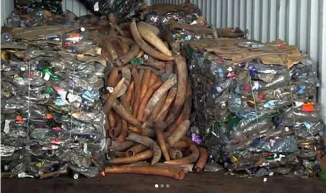 Parte das três toneladas do marfim apreendido no mês passado no Porto de Maputo foi roubada nos armazéns da (SERNIC) na cidade de Lichinga