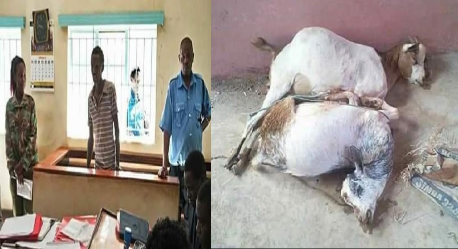 Mbithi Munyao, de 20 anos, arrastou os animais do local onde estavam a pastar para trás de um arbusto, onde levou a cabo actos sexuais com as cabras durante
