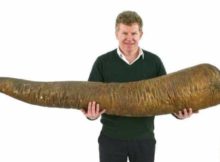 Um leilão de objetos peculiares conseguiu preços de venda notáveis no Reino Unido. Um deles é um pénis embalsamado de uma baleia do século XIX, com 1,67 metros de comprimento, foi vendido por 4.600 libras.