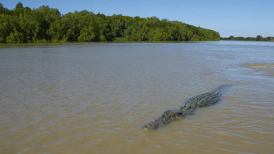 Menina de apenas 11 anos atirou-se contra crocodilo e salvou amiga no Zimbabwe