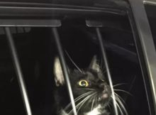 Gato preto é ‘preso’ suspeito de furto nos EUA