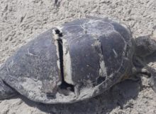 12 membros da mesma família morrem após consumirem carne de tartaruga em Memba