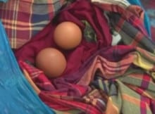 Mulher grávida dá a luz dois ovos  em Chimoio