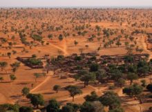 Grupo internacional de pesquisadores descobriu que no oeste do Sahara e na savana do Sahel, norte da África, existem cerca de 1,8 bilhão de árvores